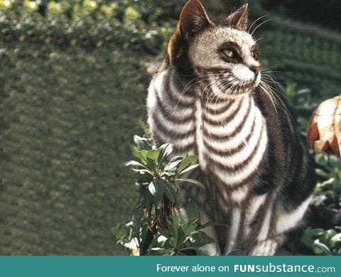 A real Halloween cat.