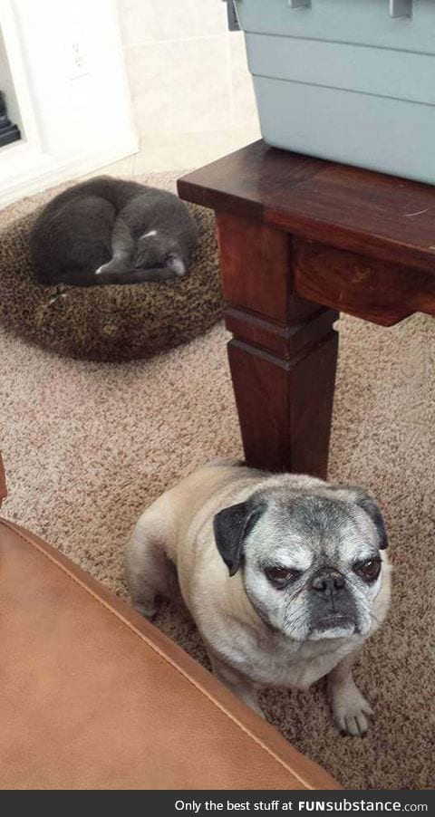 The cat stole his bed. His face says it all