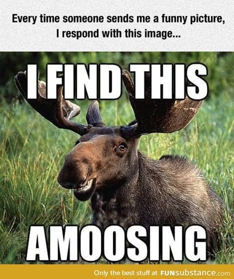 Amused moose