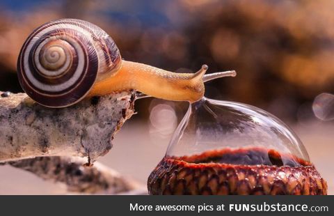 Snail drinking droplet of water