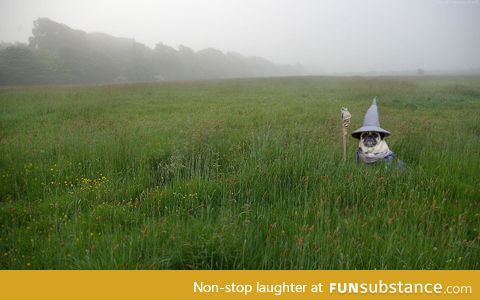 Gandalf the Pug