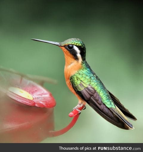 Magnificent hummingbird