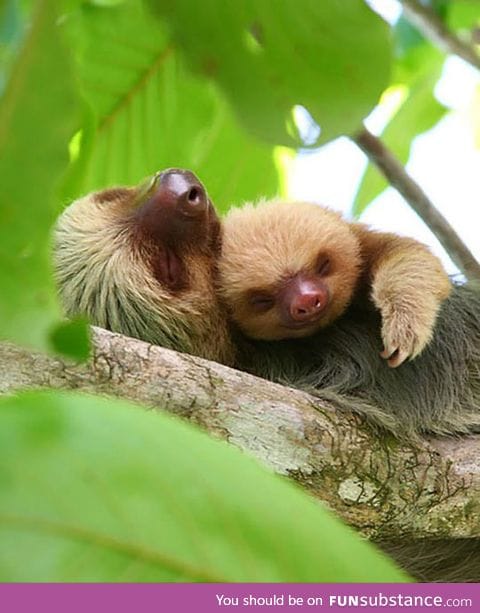 Sloth snuggles