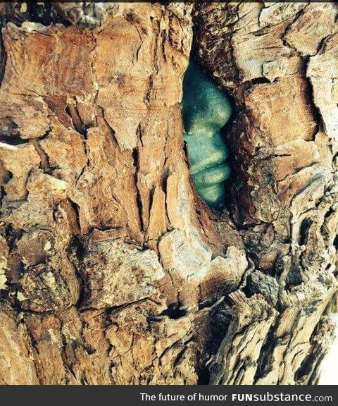 This tree grew over a statue, making it look as if there is a green man trapped inside