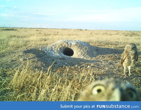 PsBattle: Burrowing Owls spot a camera