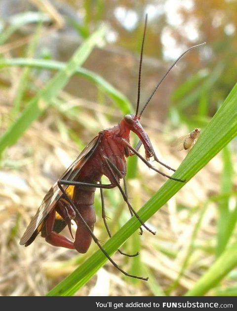 The scariest thing in the world: The flying scorpion