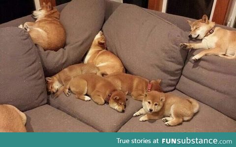 So much doges. So much wow