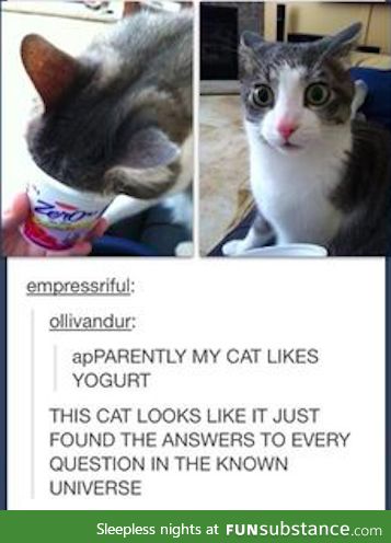 The cat's face says it all