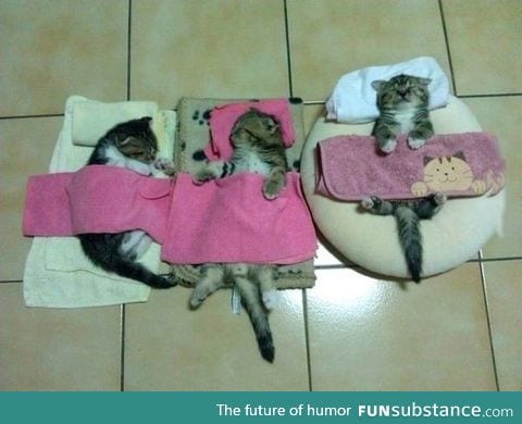 The slumber party cats sleep