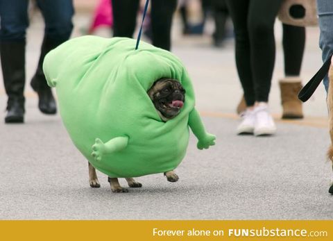 My Pug Marching as Slimer in the Spooky Pooch Parade