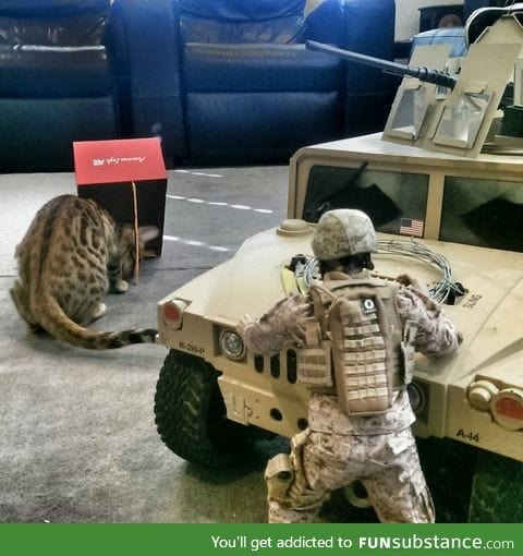 Breaking News: Marines try to capture leopard using box and stick method