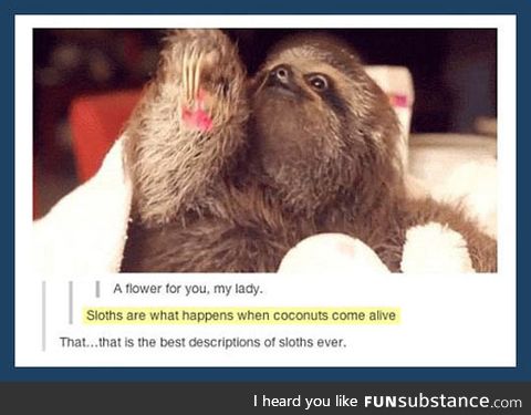 Quite possibly the best description of sloths ever