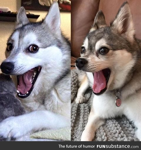 Are celebrity dog impersonations a thing?