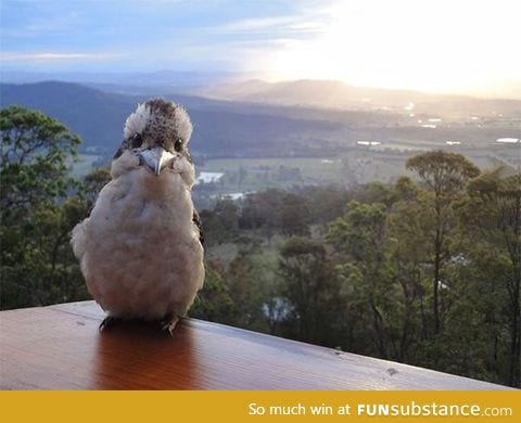 Kookaburra says hello