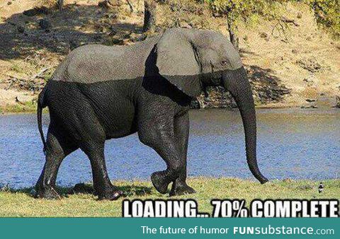 Elephant loading