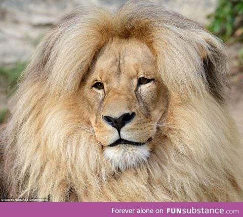Leon the lion's luxurious hairstyle has made him the star attraction at a Czech zoo
