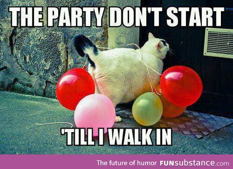 Party cat is here