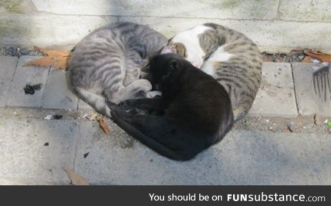 These cats were cuddling in the shape of a heart