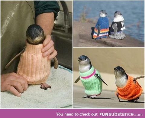 Penguins in Sweaters