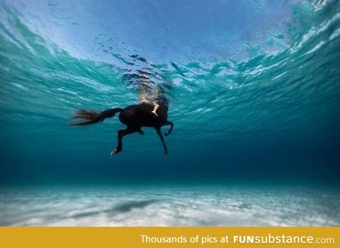 Swimming with a horse