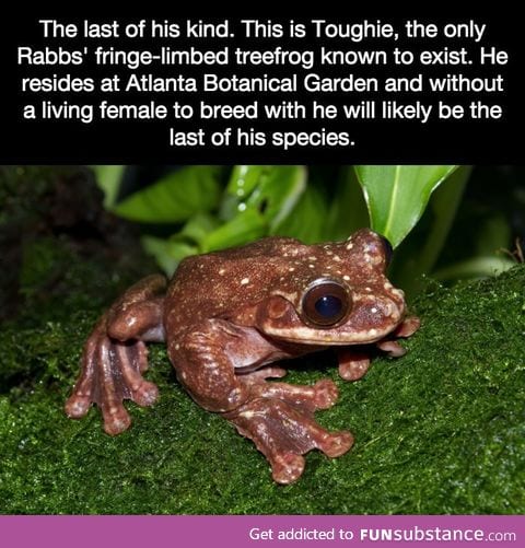 The loneliest frog in the world