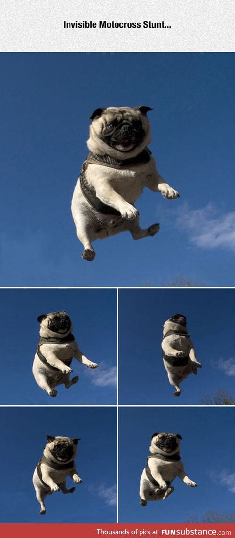 Stunt pug