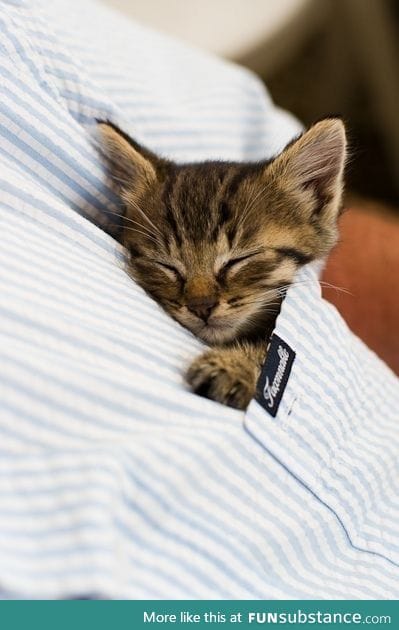 I need a kitten :(