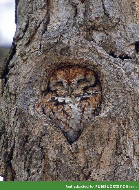 Owl just fits