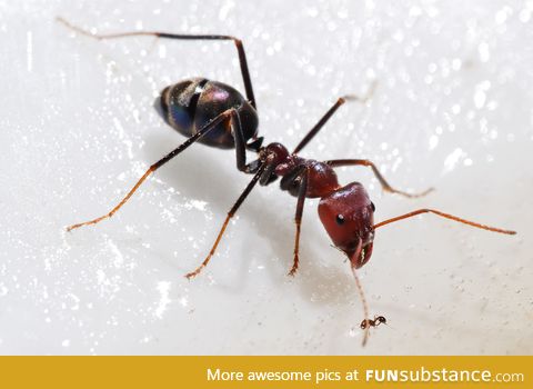 The size difference between 2 different species of ants