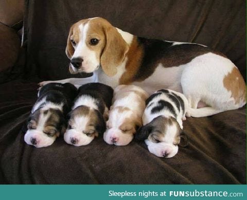 Beagle with four newborn pups
