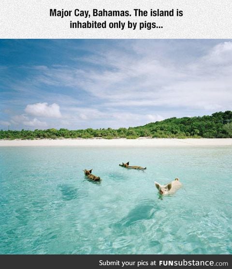A pig island