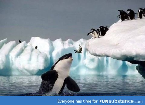 Rare photo of a penguin sacrificial ritual