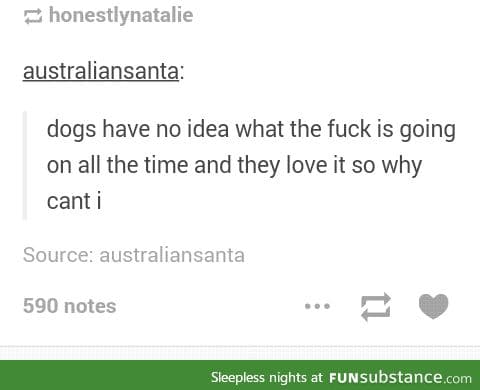 Dogs are the eternal optimists of the world