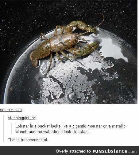 Giant Lobster?