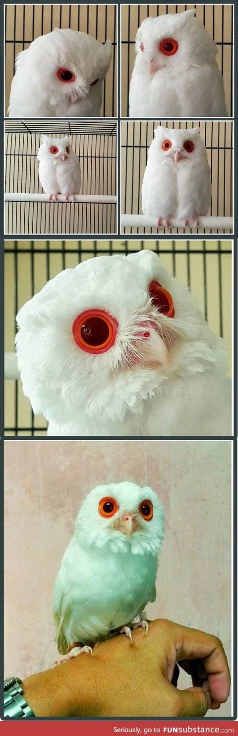 Owl albino with red eyes