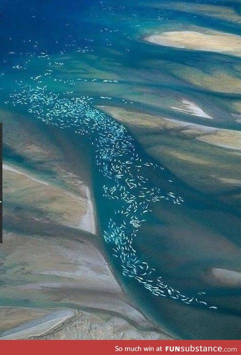 Migrating beluga whales