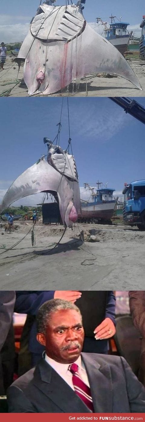 This 8 meters long manta ray was caught in Peru