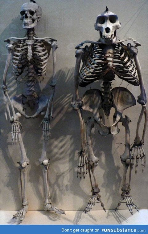 A gorilla skeleton compared to a human skeleton
