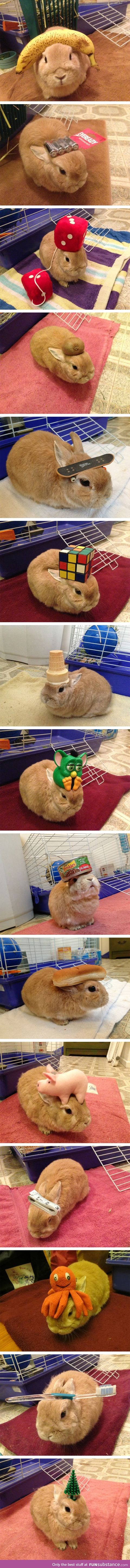 Different stuff on a rabbit