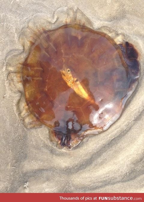 Jellyfish washed ashore with a dead fish inside it