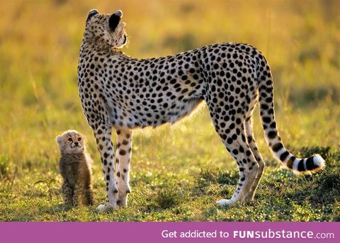 Baby cheetah and mom
