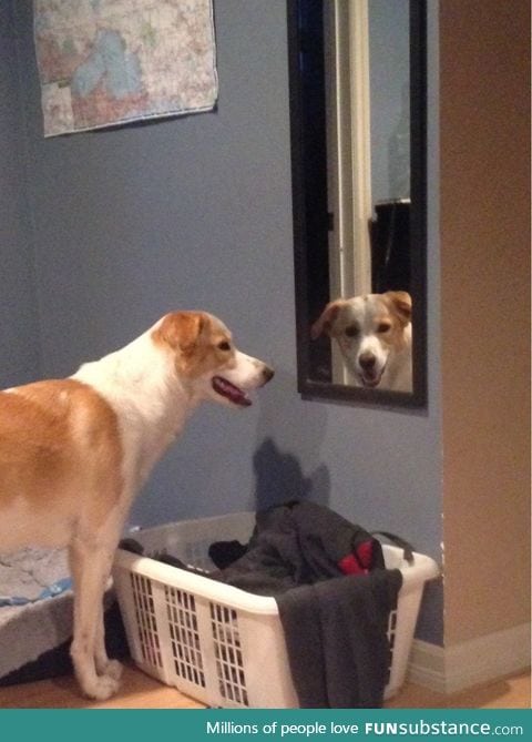 My dog likes to stare at me through mirrors
