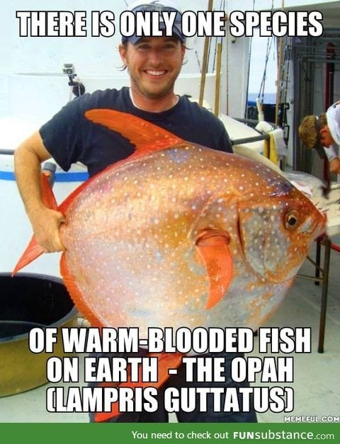 The only warm blooded fish