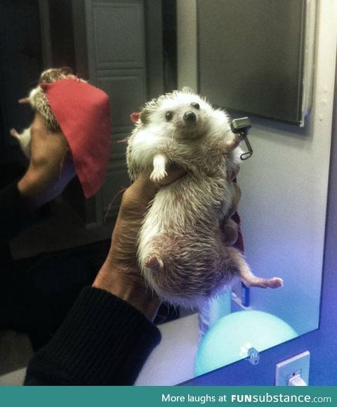 Thor, the tiny hog of thunder