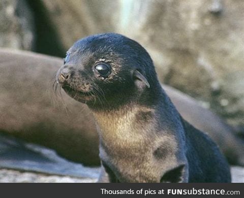 Day 368 of your daily dose of cute: Seal ya later!