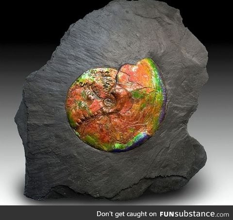 70 million year old ammolite fossil embedded in shale