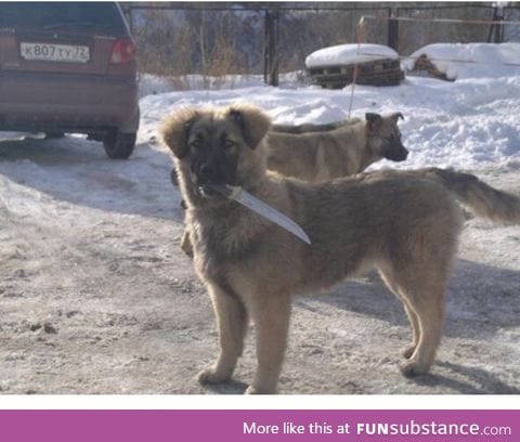 Just a Dog with a knife
