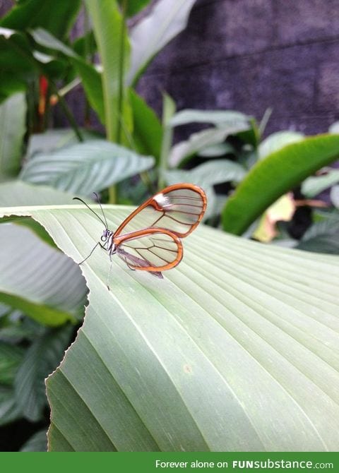 Transparent butterfly