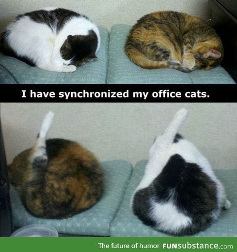 Synchronized cats