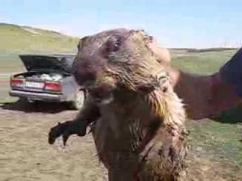 Marmot screaming